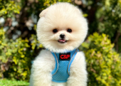 Ayıcık Boo Pomeranian